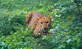 Wildlife Dept issues do's and don't as man-eater leopard remains at large