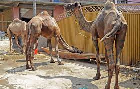 Slaughtering of Cows, Camels banned in J&K on Bakra Eid