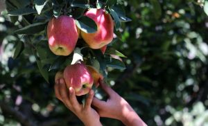 Citing huge losses, Kashmir apple growers demand ban on imports from Iran