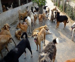 Dog Menace: Kashmir witnessed 5629 dog bite cases in last one year