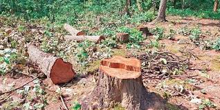 Over one lakh trees axed for Srinagar Ring Road, no plantation on cards