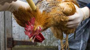 Alert! Love chicken? You might be vulnerable to diseases