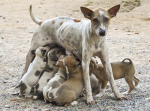 Stray Dog Menses: Increasing population of canines is taking toll on people