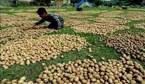 As rates slump, walnut industry seeks govt help