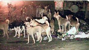 Canine Terror: Kashmir in grip of stray dog menace