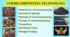 Vermicomposting Technology: Umar Khan, shares how biodegradable material can be changed into organic fertiliser
