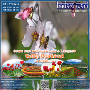 BadamWari - Tulip Festival - JKL Travels