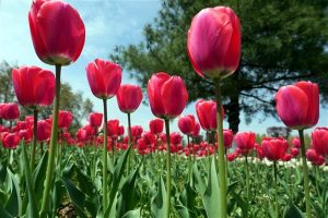 In just 10 days of opening, Srinagar Tulip Garden, the largest in Asia, has attracted over one lakh visitors and left them mesmerized