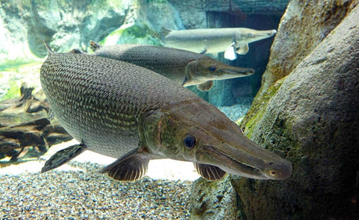 Alarm bells ring as exotic Alligator Gar Fish found in Dal Lake