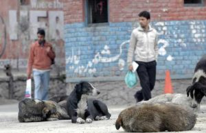 Kashmir: A Haven for Dogs - The Canine Paradise