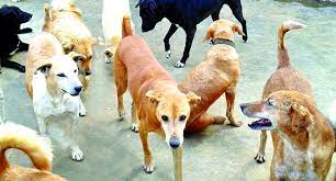 Kashmiri authorities scramble to contain stray dog menace after two deaths