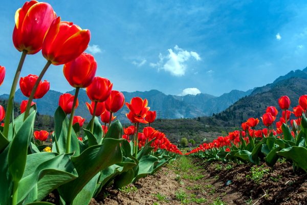 Tulip Extravaganza! 1.7 Million Flowers and 5 New Varieties Await at Indira Gandhi Memorial Tulip Garden