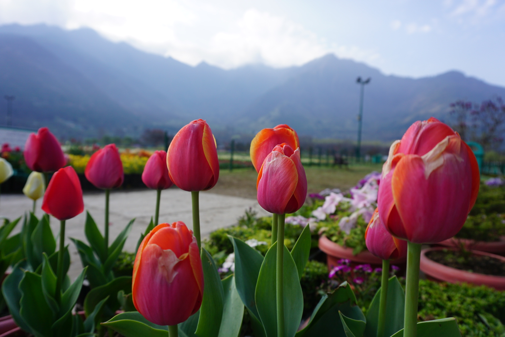 Tourism Industry eyeing Tulip Festival 2021