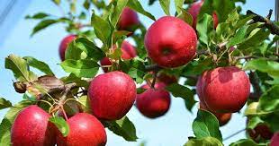 For three successive years, Apple produce in Kashmir takes a hit
