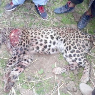 Since 2011 man-animal conflict claimed nearly 200 lives and over 2000 injured in J&K