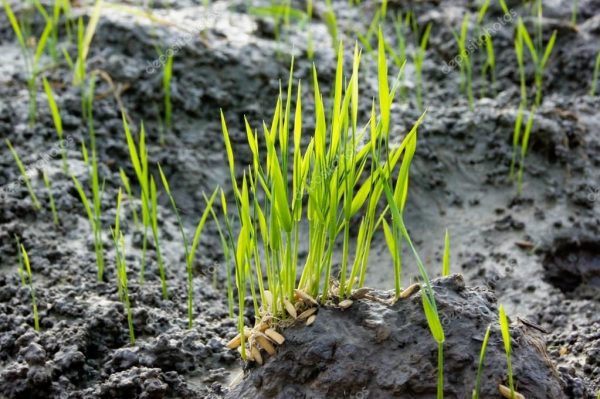 In a unique way of protest, villagers in Chadoora plant paddy saplings on the road