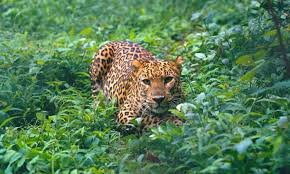 Wildlife Dept issues do’s and don’t as man-eater leopard remains at large