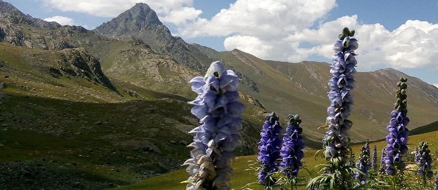 Entry of day picnickers to Sonamarg on weekends banned: Govt