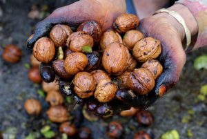 Kashmir’s famed walnut industry is on the Decline