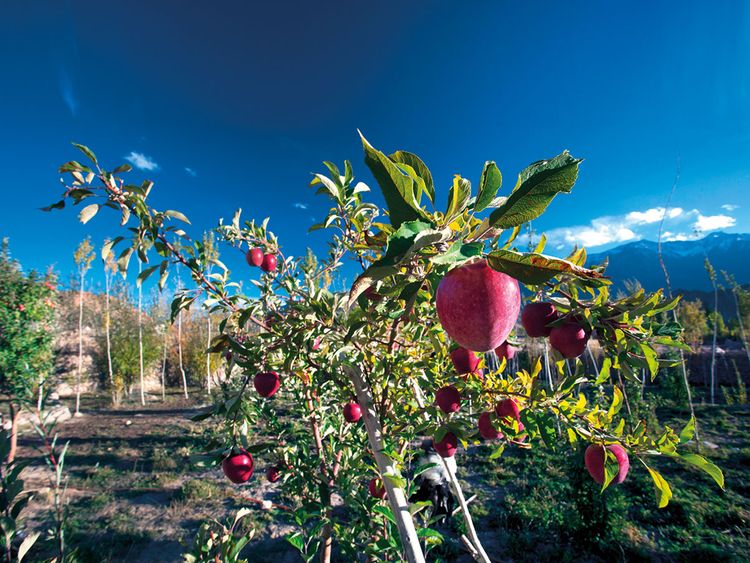 Kashmir’s dry spell may wash out fruit grower’s hopes of good yield