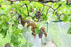 Cradle of grapes: Ganderbal’s Repora reaps benefit of bumper production