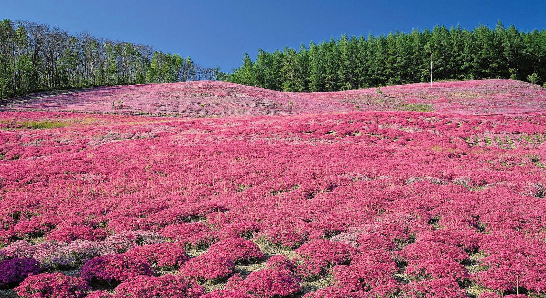 Kashmir’s vanishing native plants