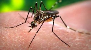 Dengue: Jammu reported 3115 cases including 03 deaths over the past few weeks