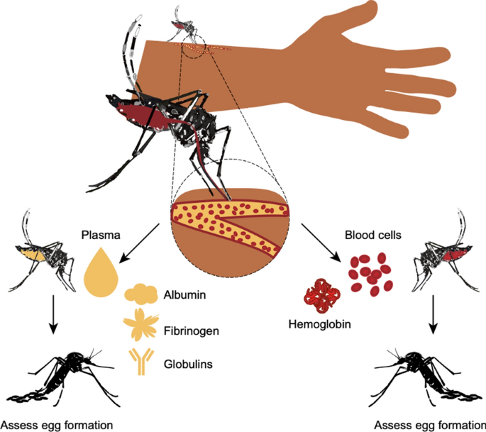 Ninety Percent Cases Registered In Jammu District Alone Srinagar- Over 3600 dengue cases and five deaths have been reported in Jammu and Kashmir this year so far with five are from Kashmir division. A top health official told a local news agency (KNO) that around 12328 tests have been conducted so far and 3,617 have been tested positive. Of 3617, 90 percent of cases which is 3,093 cases are from Jammu district only. They added that cases include 126 from Samba, 55 from Kathua, 107 from Udhampur, 61 from Reasi, 32 from Rajouri, 21 from Poonch, 76 from Doda, 24 from Ramban, 08 Kishtwar and five from Kashmir besides that nine from other states. Also, five people have died. According to official data, the highest number of cases 1,837 was reported in 2013 but this year has surpassed it.
