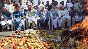 Plummeting apple prices leave farmers distraught