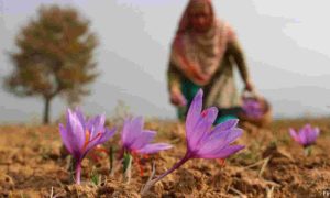 Saffron blooms in Kashmir, Production up by 30%