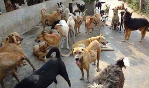 Stray dogs menses threat to life