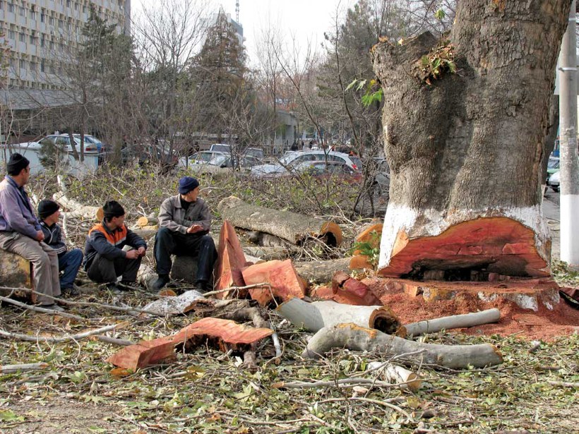 Chinar - The Endangered Heritage of Kashmir