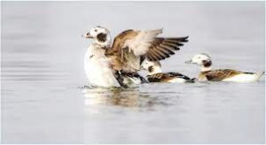 Wular Wonder! Long-Tailed duck sighted in Kashmir after 84 Years