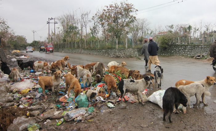 Stray dogs on prowl, population continues to rise across Srinagar