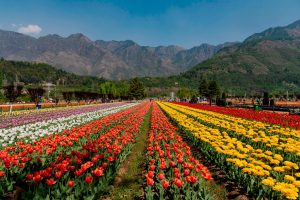 Things to do in Kashmir this Spring 2023
