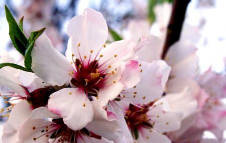 Badamwari opens for Visitors, Tulip Garden to be opend for public from March 19
