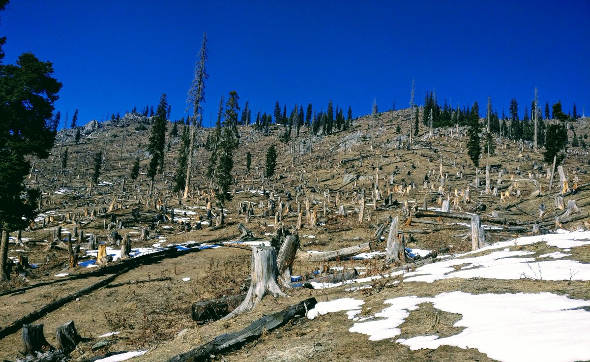 J&K's Forests under threat: Immediate action needed to prevent irreversible damage