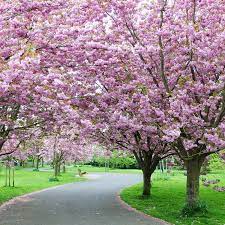 Srinagar plans to create a new garden inspired by Japanese Cherry Blossoms