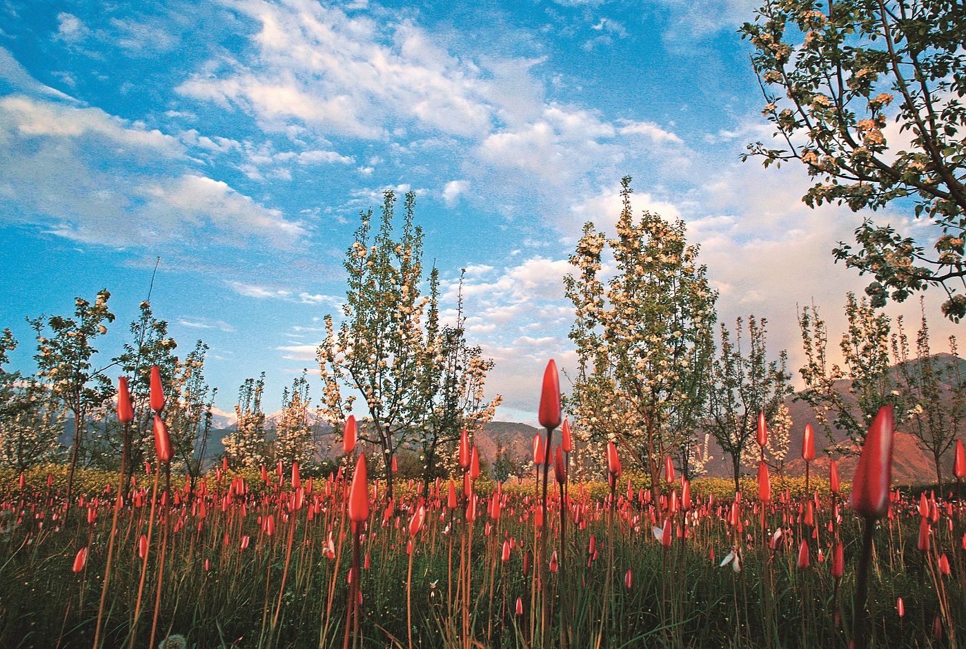 Kashmir in Spring: A Vibrant Medley of Colors and Scents