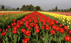 Nature's Masterpiece: Kashmir's Tulip Garden Dazzles Tourists with Vibrant Blooms