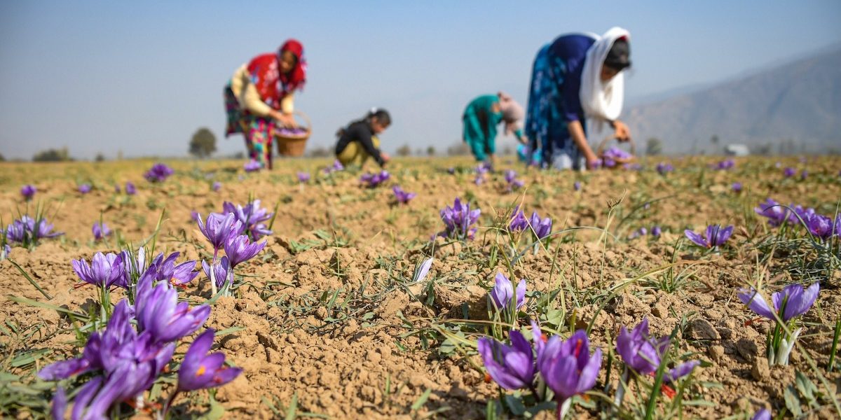 GoI reveals 185 outsiders have bought land in J&K in the last three years
