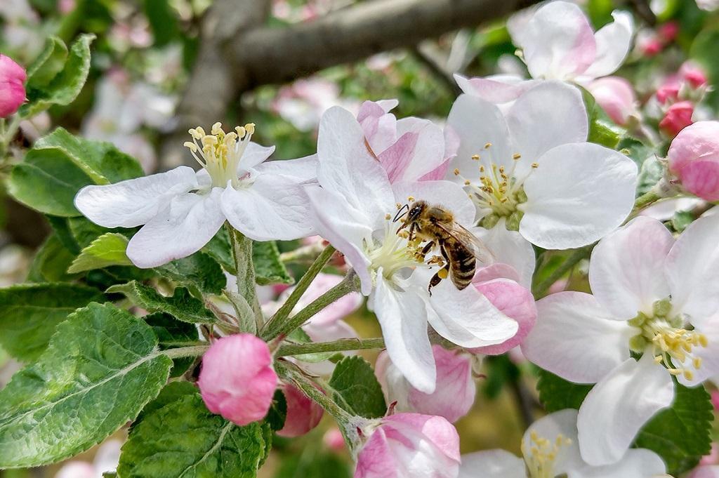 Climate change may be cause apple crisis in Himachal and Kashmir