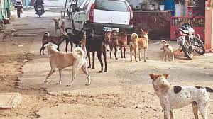 Stray dog attack leaves seven injured in Baramulla