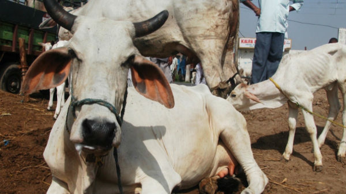 Fatal Attack: Muslim Youth, 25, Brutally Lynched by Cow Vigilantes in Maharashtra