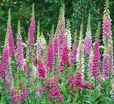 Foxglove, a rare wildflower becomes a major tourist attraction in Doda District