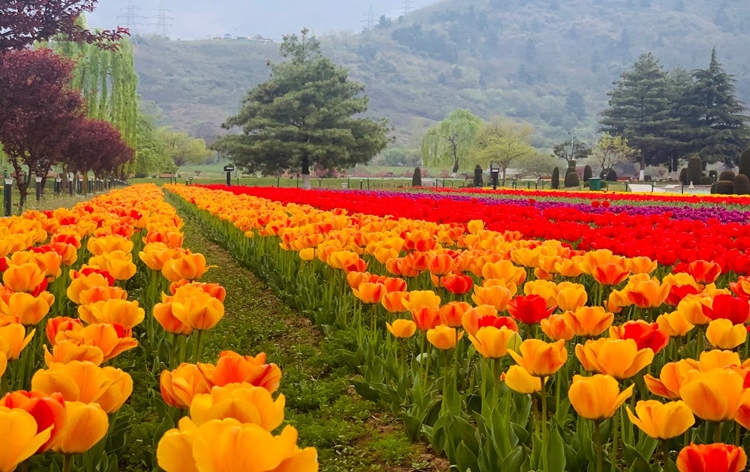 Kashmir’s Tulip Garden Recognized as Asia’s Largest by World Book of Records