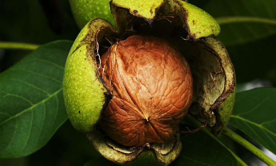 Kashmir’s walnut and apple growers face tough competition from cheaper imports