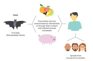 Nipah Virus: Symptoms, Causes, and Prevention