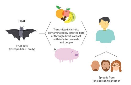 Nipah Virus: Symptoms, Causes, and Prevention