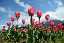 Blossoming Beauty Unveiled: Asia’s Largest Tulip Garden Welcomes Visitors